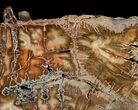 Beautiful Araucaria Petrified Wood Slab - x #6768-2
